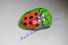 Single Large Ladybug