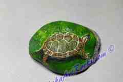 Ontario Painted Turtle