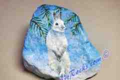 Standing Snow Bunny on rock