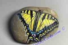 Swallowtail On Raw Rock