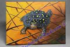 YELLOW-SPOTTED-TURTLE-7x5-2023_LR25